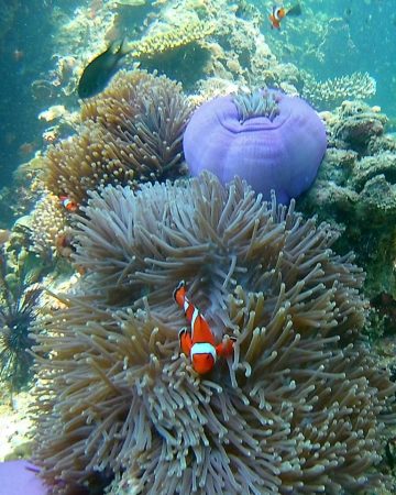 Snorkeling