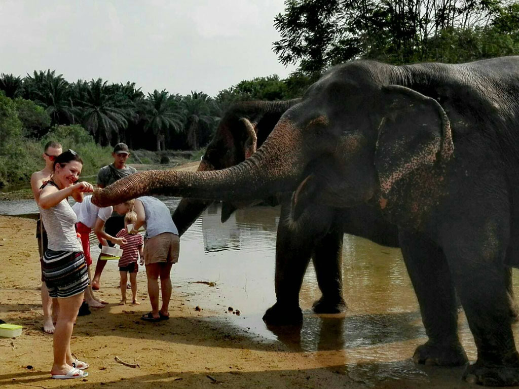 elephant_care_5